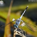 Diplacodes trivialis (Chalky Percher) male in Woree. Chalky Percher is commoly seen in Cairns. ヒメトンボ　<br />Canon EOS 7D + EF70-200 F4.0L + EF1.4xII